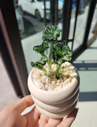 Handmade Glass Mini Potted Plant Ornament – Custom Color