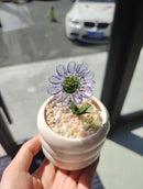 Handmade Glass Mini Potted Plant Ornament – Custom Color